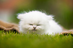 lying British longhair kitten