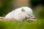 lying British longhair kitten