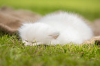 lying British longhair kitten