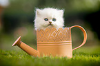 British longhair kitten