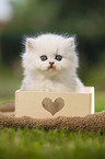 sitting British longhair kitten