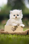 sitting British longhair kitten