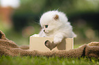 British longhair kitten