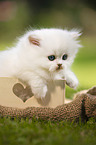 lying British longhair kitten