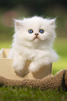 lying British longhair kitten