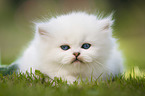 lying British longhair kitten
