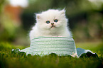 lying British longhair kitten