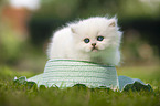 lying British longhair kitten