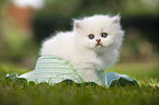 lying British longhair kitten