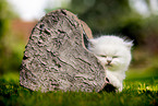 lying British longhair kitten