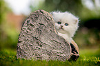 British longhair kitten