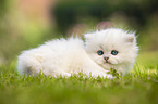 lying British longhair kitten