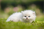 lying British longhair kitten