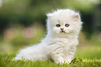 sitting British longhair kitten