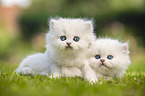 two British Longhair Kittens