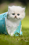 standing British longhair kitten