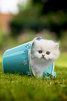 standing British longhair kitten