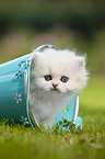 standing British longhair kitten