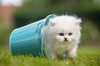British longhair kitten