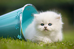 lying British longhair kitten
