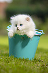 British longhair kitten