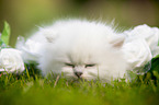 lying British longhair kitten