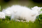 lying British longhair kitten
