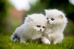 two British Longhair Kittens