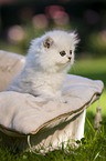 British long-haired kitten in the cat bed