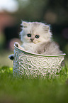 British long-haired kitten in a basket
