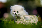 British long-haired kitten in a basket