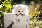 British long-haired kitten in wooden case
