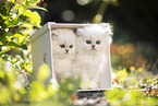 two British Longhair kittens