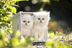 two British Longhair kittens
