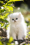 British Longhair kitten