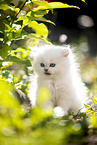 British Longhair kitten