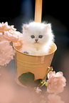 British long-haired kitten between roses