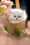 British long-haired kitten between roses