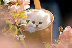 British long-haired kitten between roses