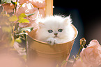 British long-haired kitten between roses