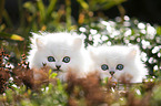 two British Longhair kittens