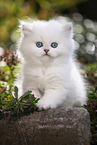 British Longhair kitten