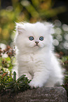 British Longhair kitten