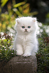 British Longhair kitten