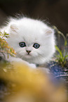 British Longhair kitten