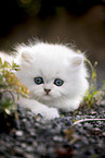 British Longhair kitten