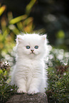 British Longhair kitten