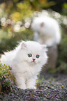 two British Longhair kittens