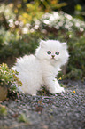 British Longhair kitten