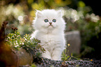 British Longhair kitten